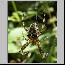 Araneus diadematus - Gartenkreuzspinne 10 hsk.jpg